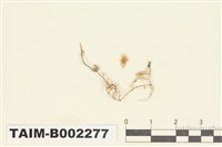 藏品(羽苔屬)的圖片